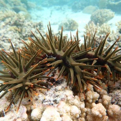 Crown-of-thorns starfish covering coral on Great Barrier Reef.